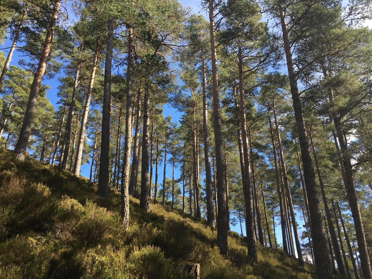 Firhall Highland B&B Grantown-on-Spey Ngoại thất bức ảnh